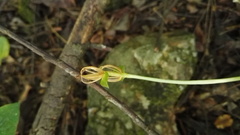 Disperis thorncroftii