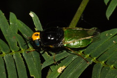Chloromelas
