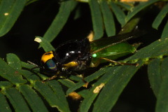 Chloromelas