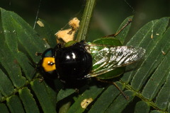 Chloromelas