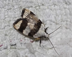 Zonopetala divisella