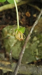 Disperis thorncroftii