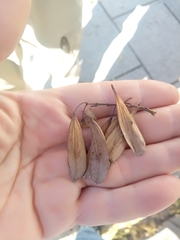 Fraxinus angustifolia