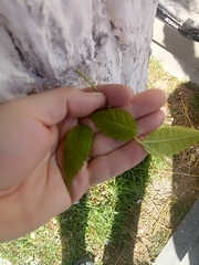 Fraxinus angustifolia