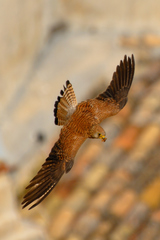 Falco naumanni