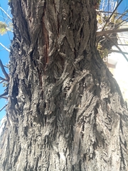 Fraxinus angustifolia