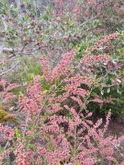 Thryptomene calycina