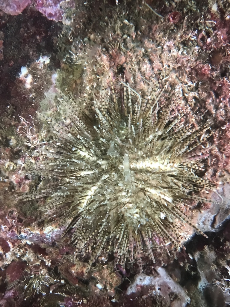 Temnopleurus reevesii