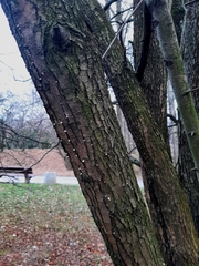 Schizophyllum commune