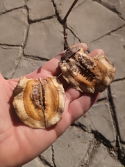 Jacaranda mimosifolia