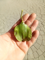 Jacaranda mimosifolia