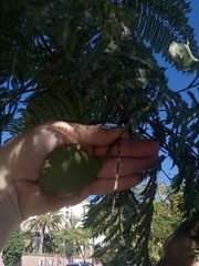 Jacaranda mimosifolia