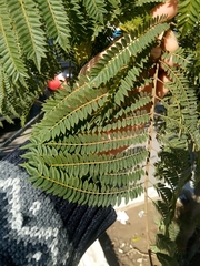 Jacaranda mimosifolia