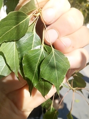 Populus nigra
