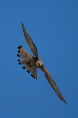 Falco naumanni