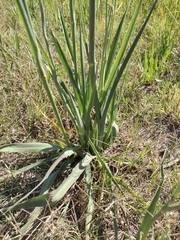 Eryngium ebracteatum