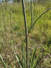Eryngium ebracteatum