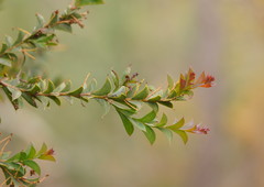 Acacia triptera