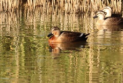 Anas platyrhynchos × zonorhyncha