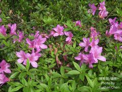 Rhododendron kanehirai