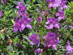 Rhododendron kanehirai