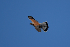 Falco naumanni