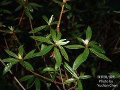 Rhododendron kanehirai