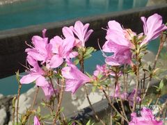 Rhododendron kanehirai