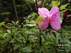 Rhododendron kanehirai