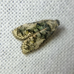 Copromorpha lichenitis