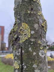 Xanthoria parietina