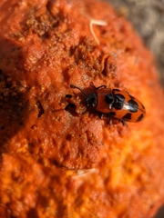 Episcaphula australis