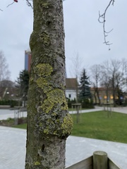 Xanthoria parietina