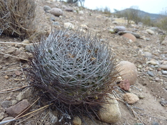 Eriosyce limariensis