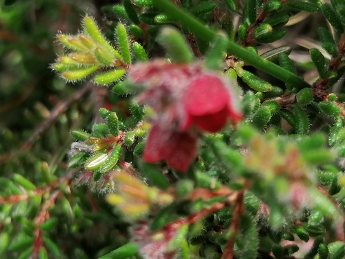 Image of Erica haematocodon by no rights reserved