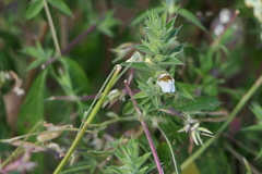 Lepidagathis cuspidata