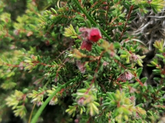 Erica haematocodon