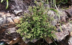 Erica haematocodon