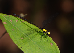 Austroargiolestes aureus