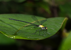 Austroargiolestes aureus