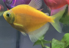 Gymnocorymbus ternetzi