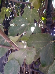 Ficus carica