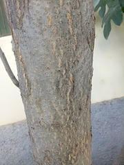 Ficus carica