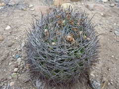 Eriosyce limariensis
