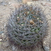 Eriosyce limariensis - Photo (c) Jan Doležal, algunos derechos reservados (CC BY-NC), subido por Jan Doležal