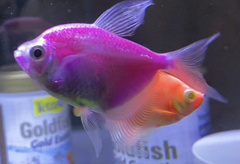 Gymnocorymbus ternetzi