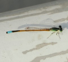 Ischnura rubilio