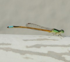 Ischnura rubilio