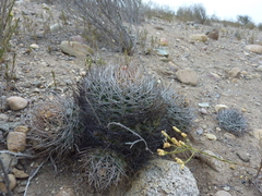 Eriosyce limariensis