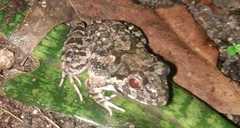Fejervarya cancrivora